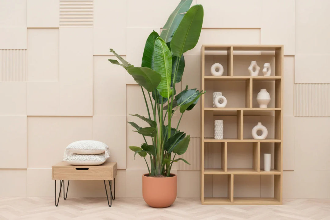XL planten
