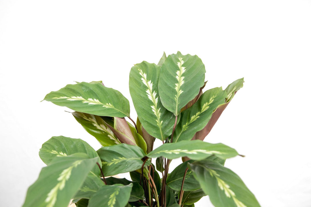 Calathea Maui Queen - 35cm - Pfauenpflanze - Zimmerpflanze