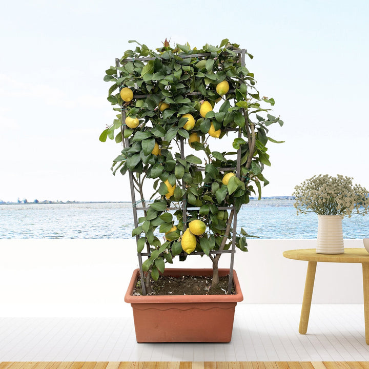 Zitronenbaum auf Spalier – 160cm – Zimmerpflanze kaufen
