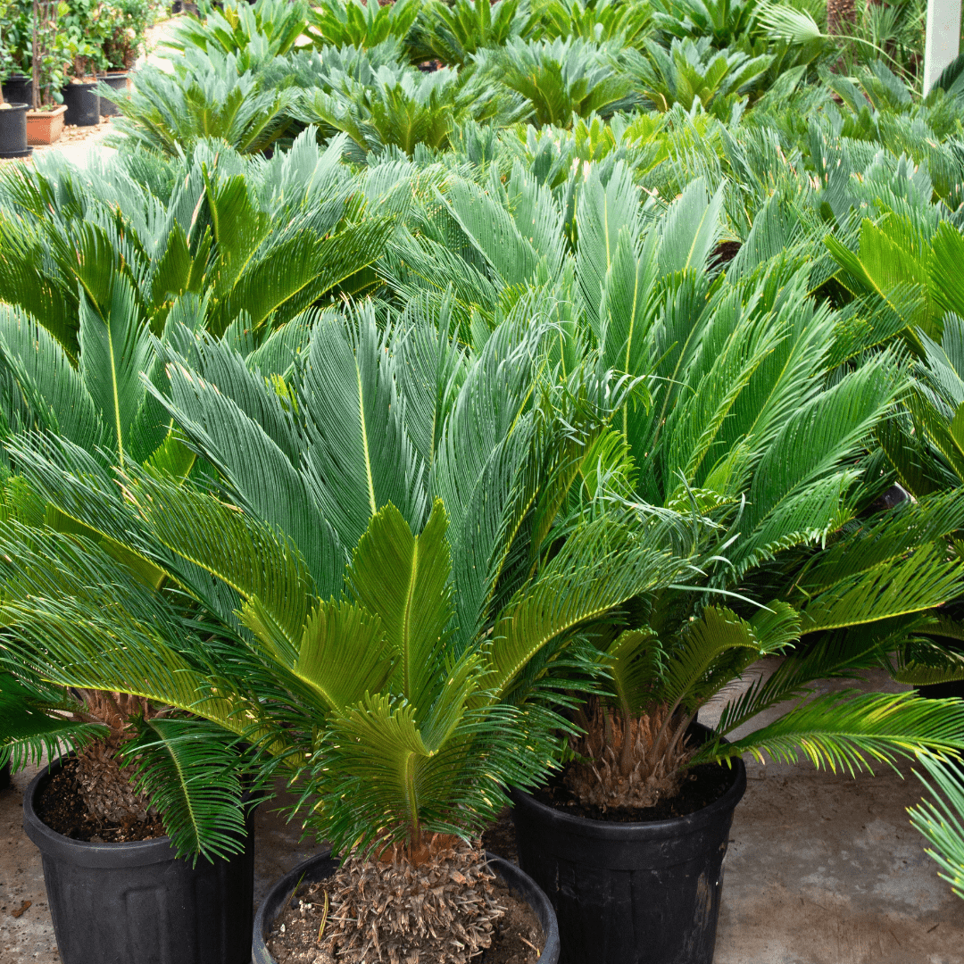 Cycas Revoluta - 80cm - Zimmerpflanze kaufen