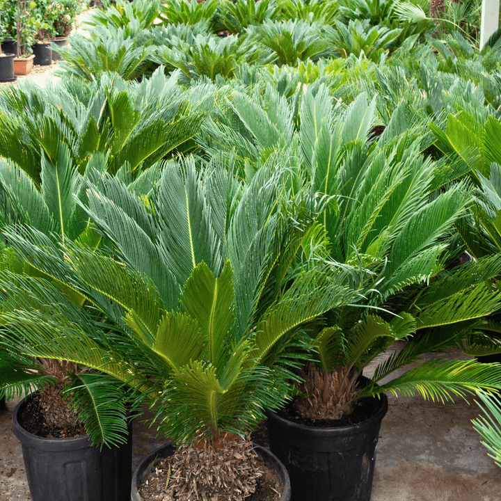 Cycas Revoluta - 80cm - Zimmerpflanze kaufen