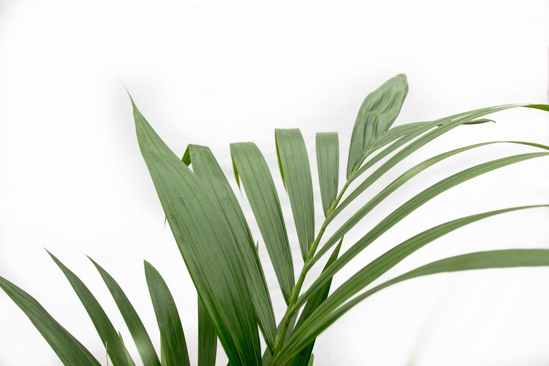 Kentia-Palme - 130cm - Zimmerpflanze kaufen