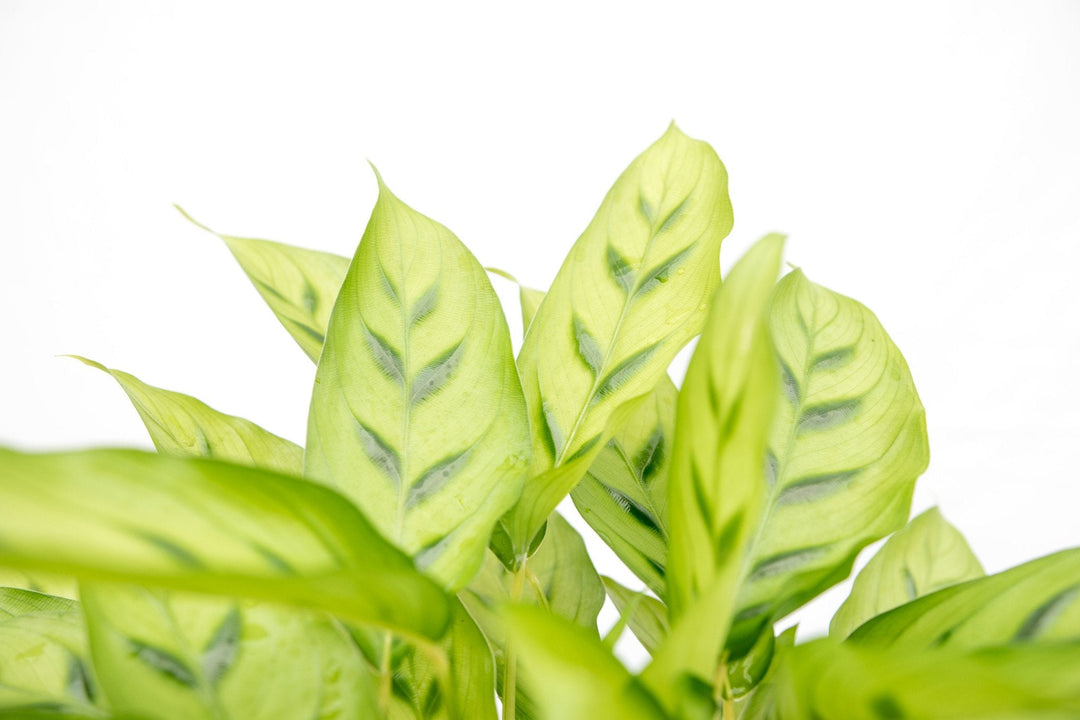 Calathea Leopardina - 35cm - Pfauenpflanze - Zimmerpflanze