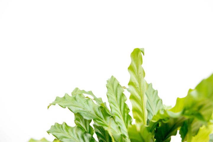 Calathea Bluegrass - 35cm - Pfauenpflanze - Zimmerpflanze Kaufen