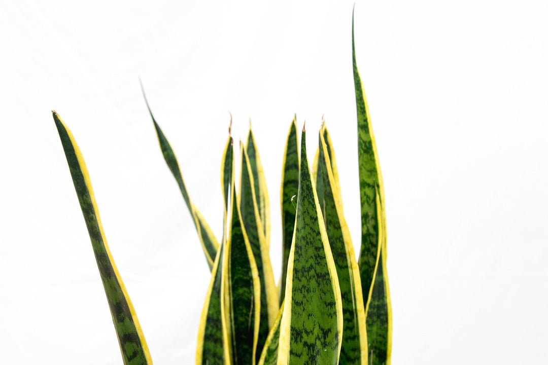 Sansevieria Laurentii - Ø25 - 90cm - Bogenhanf | Kaufen