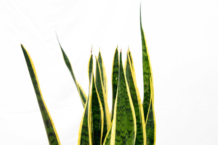 Sansevieria Laurentii - Ø25 - 90cm - Bogenhanf | Kaufen