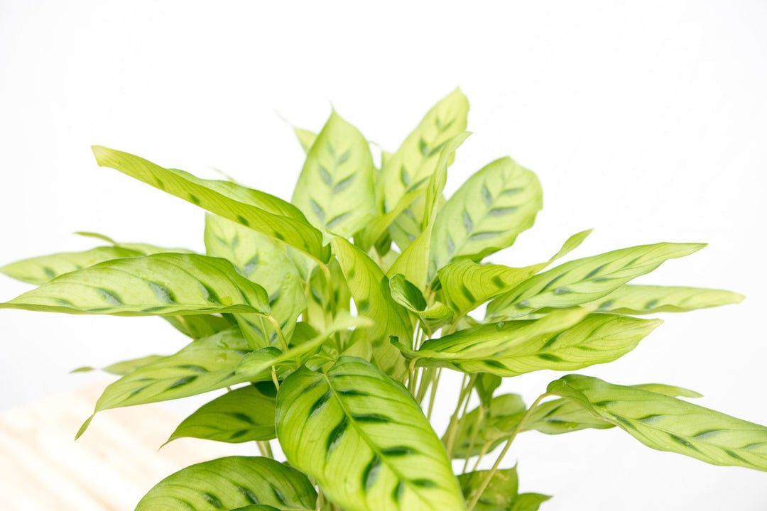 Calathea Leopardina - 35cm - Pfauenpflanze - Zimmerpflanze
