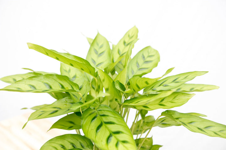Calathea Leopardina - 35cm - Pfauenpflanze - Zimmerpflanze