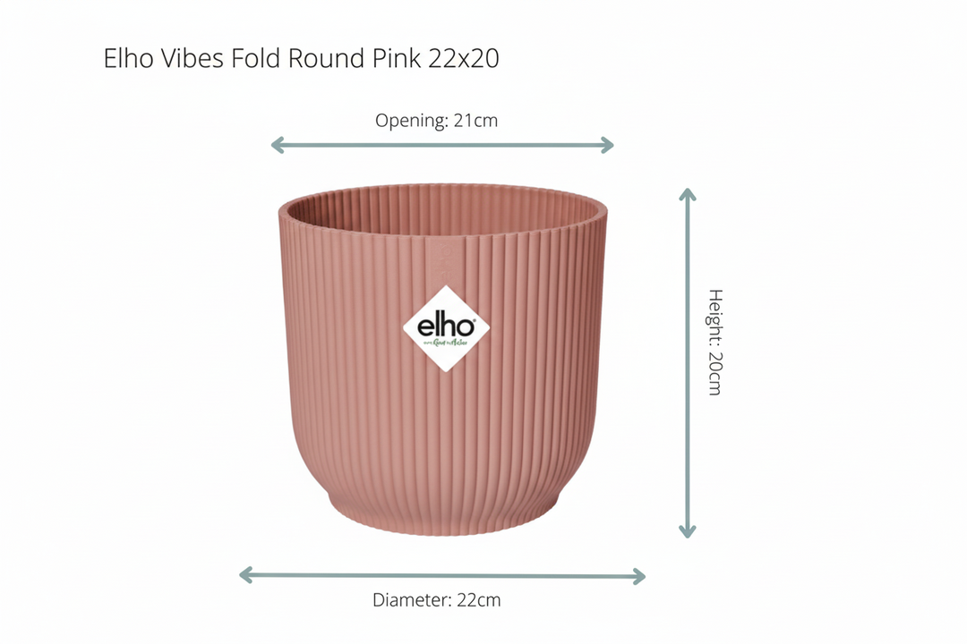 Kombi-Deal - Bananenstaude (Musa) Fold Round - 100 cm