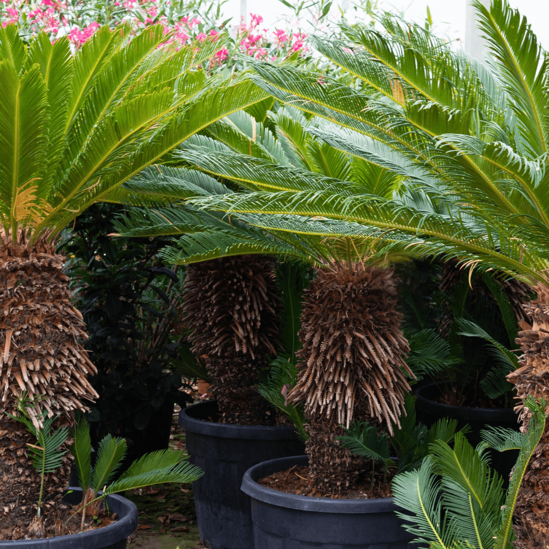 Cycas Revoluta - 180cm - Zimmerpflanze Kaufen