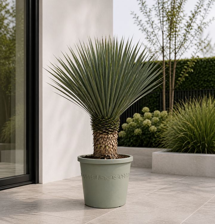 Yucca Rostrata - 100cm- Ø38 - Blaue Palmlilie Außen