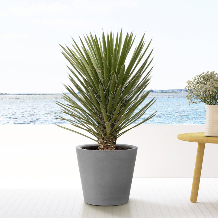 Yucca Filifera Australis - 160cm - Palmlilie Zimmerpflanze