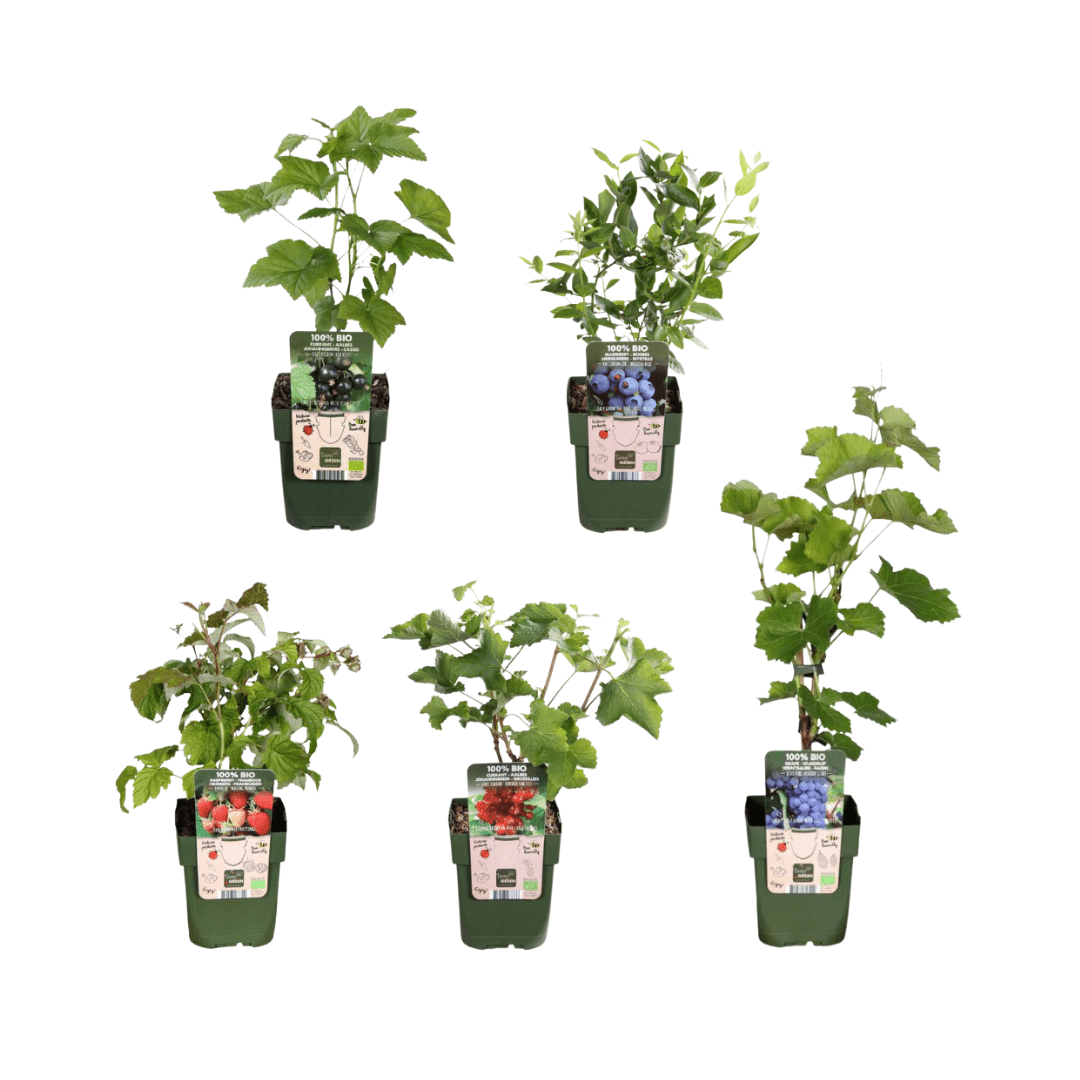 Kombi-Angebot - Fruchtoase (5x Bio-Obstpflanzen-Mix) - 25cm