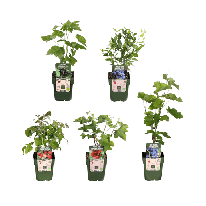Kombi-Angebot - Fruchtoase (5x Bio-Obstpflanzen-Mix) - 25cm