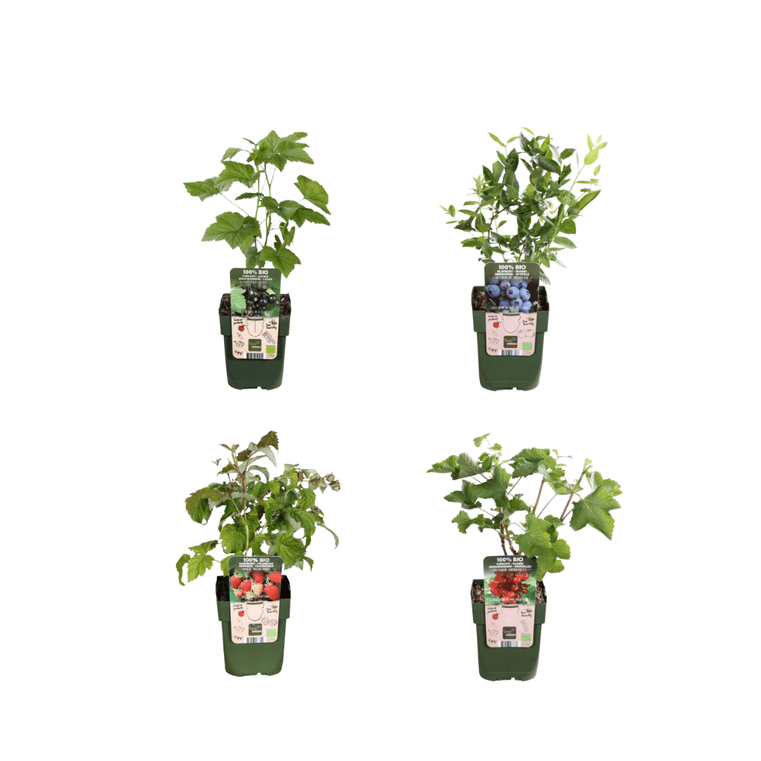 Kombipaket – Früchteparadies (4x Bio-Obstpflanzen-Mix) – 25 cm