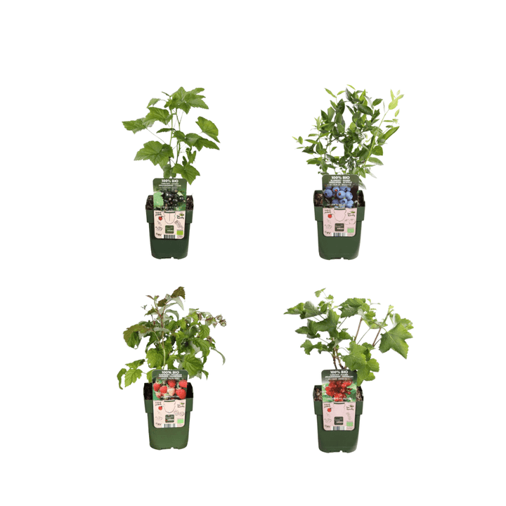 Kombipaket – Früchteparadies (4x Bio-Obstpflanzen-Mix) – 25 cm
