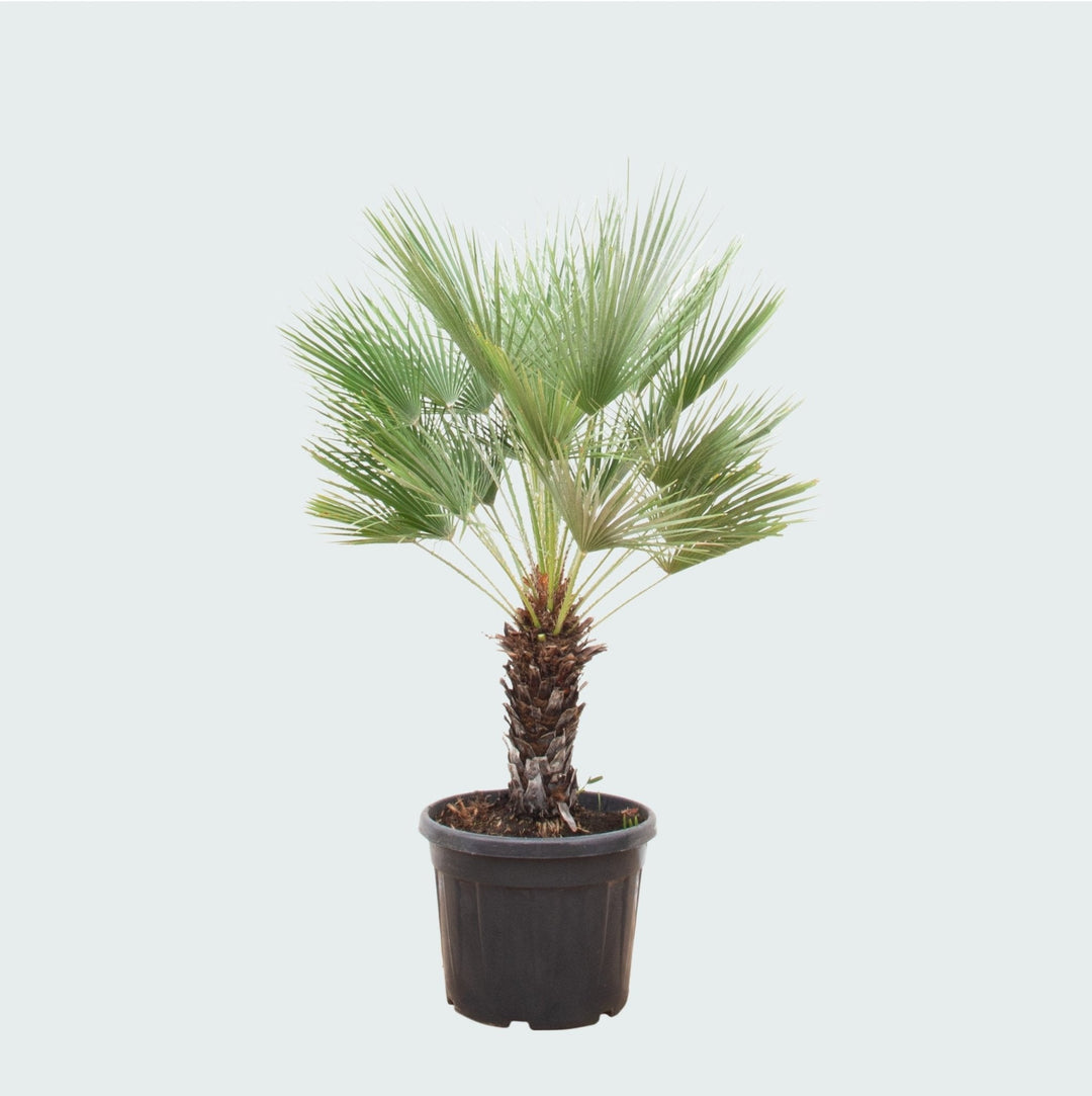 Chamaerops Humilis auf Stamm – 170cm – Zimmerpflanze Kaufen