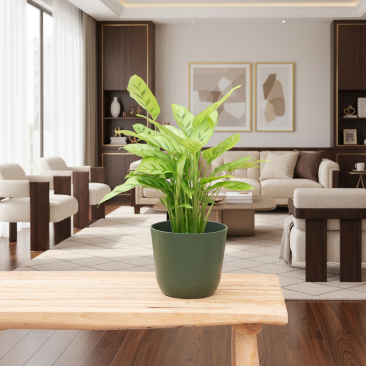 Calathea Leopardina - 35cm - Pfauenpflanze - Zimmerpflanze