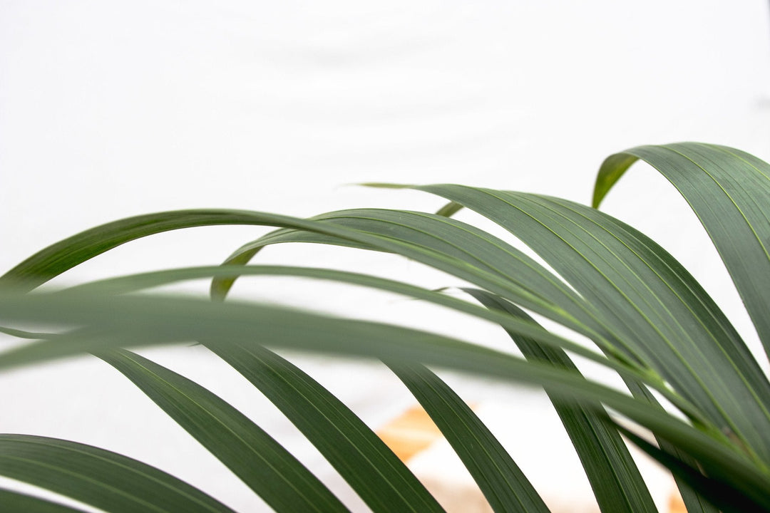 Kentia-Palme - 130cm - Zimmerpflanze kaufen