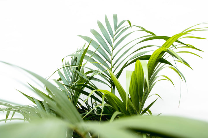 Dypsis Lutescens (Arecapalme) - 100cm - Goldfruchtpalme | Kaufen