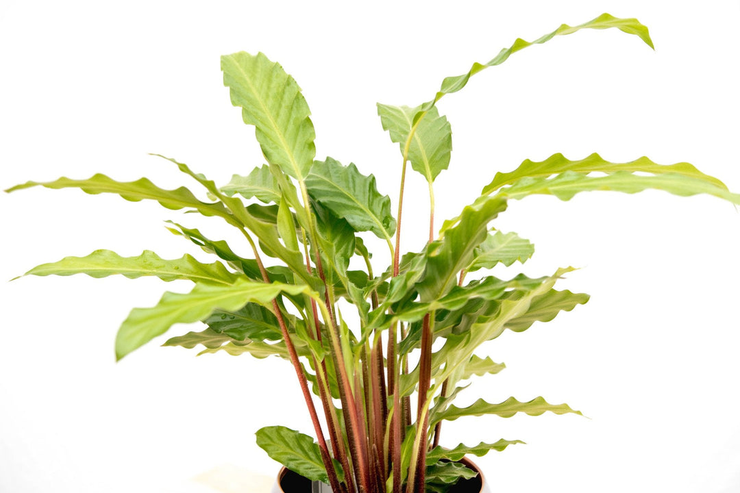 Calathea Bluegrass - 35cm - Pfauenpflanze - Zimmerpflanze Kaufen