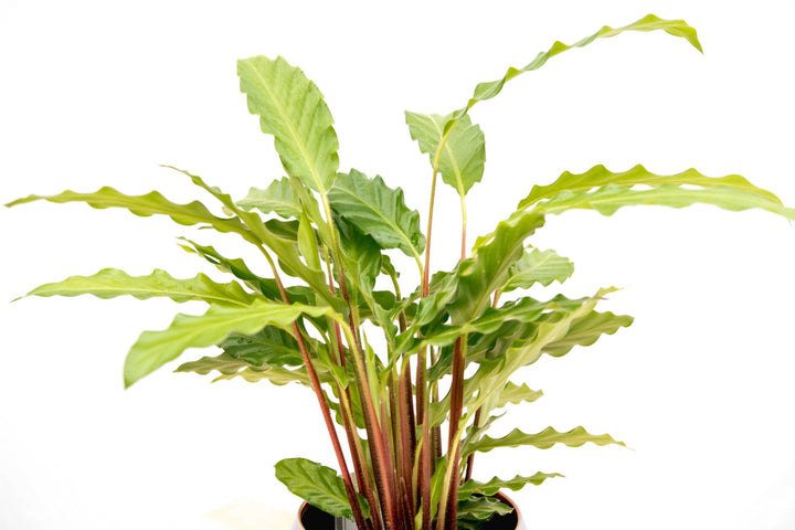 Calathea Bluegrass - 35cm - Pfauenpflanze - Zimmerpflanze Kaufen