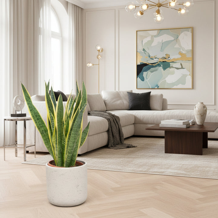 Sansevieria Laurentii - Ø25 - 90cm - Bogenhanf | Kaufen