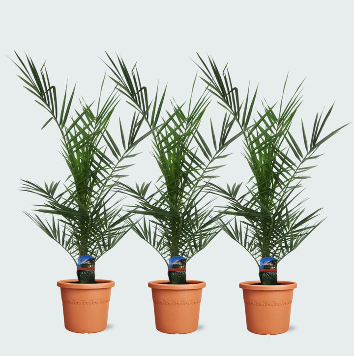 Kombipaket – 3x Phoenix Canariensis – 80cm – Dattelpalme