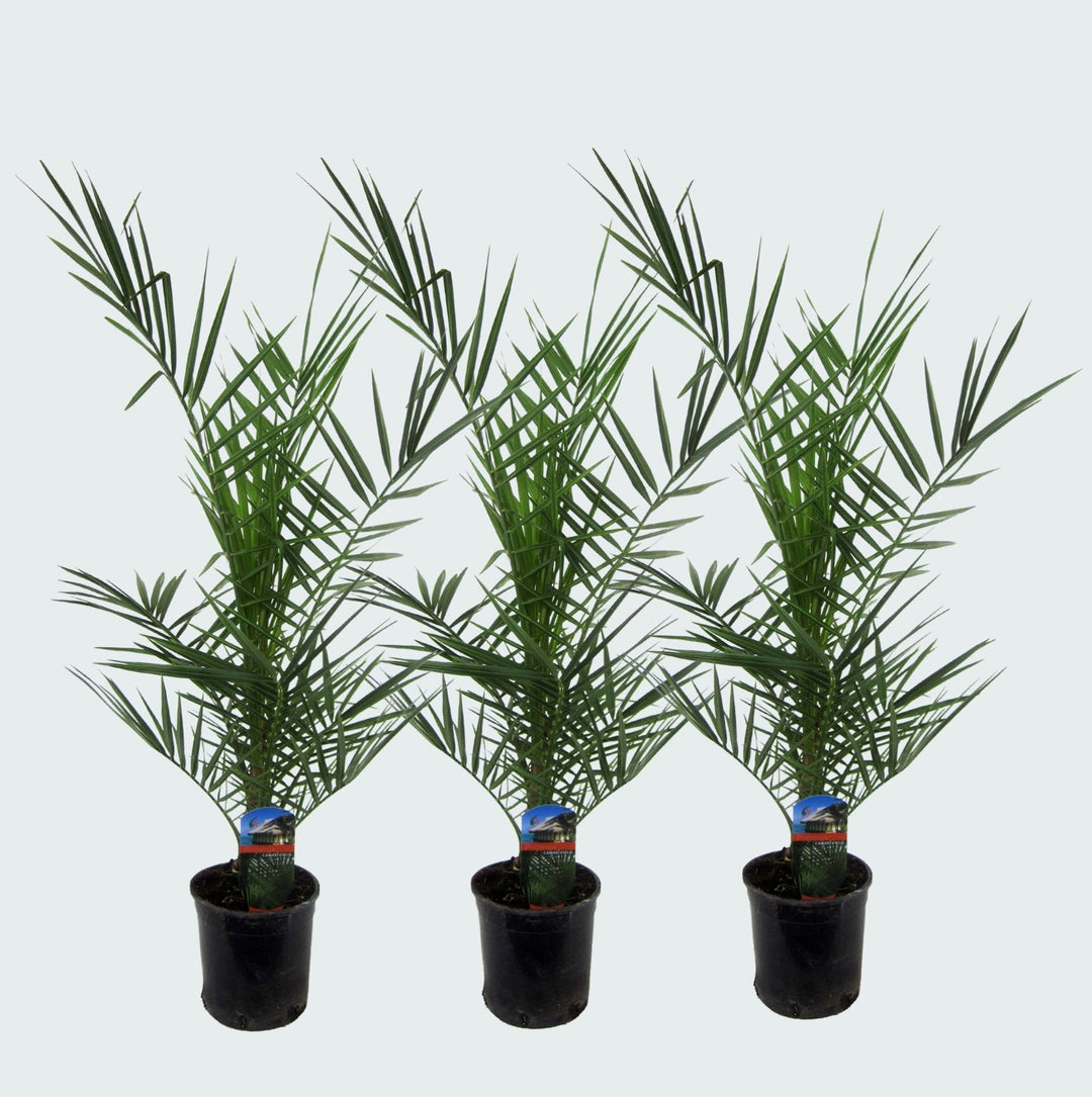 Kombipaket – 3x Phoenix Canariensis – 80cm – Dattelpalme