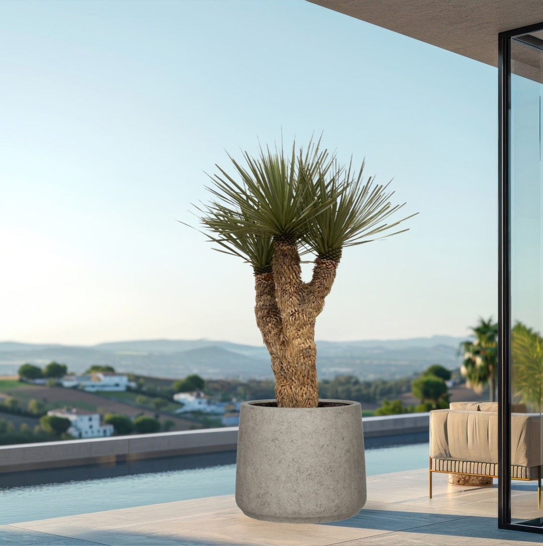 Yucca Rostrata Hidra - 200 cm - Blaue Palmlilie Outdoor