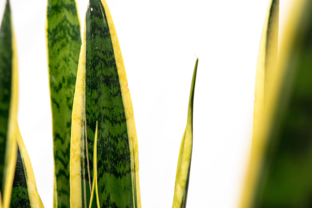 Sansevieria Laurentii - Ø25 - 90cm - Bogenhanf | Kaufen