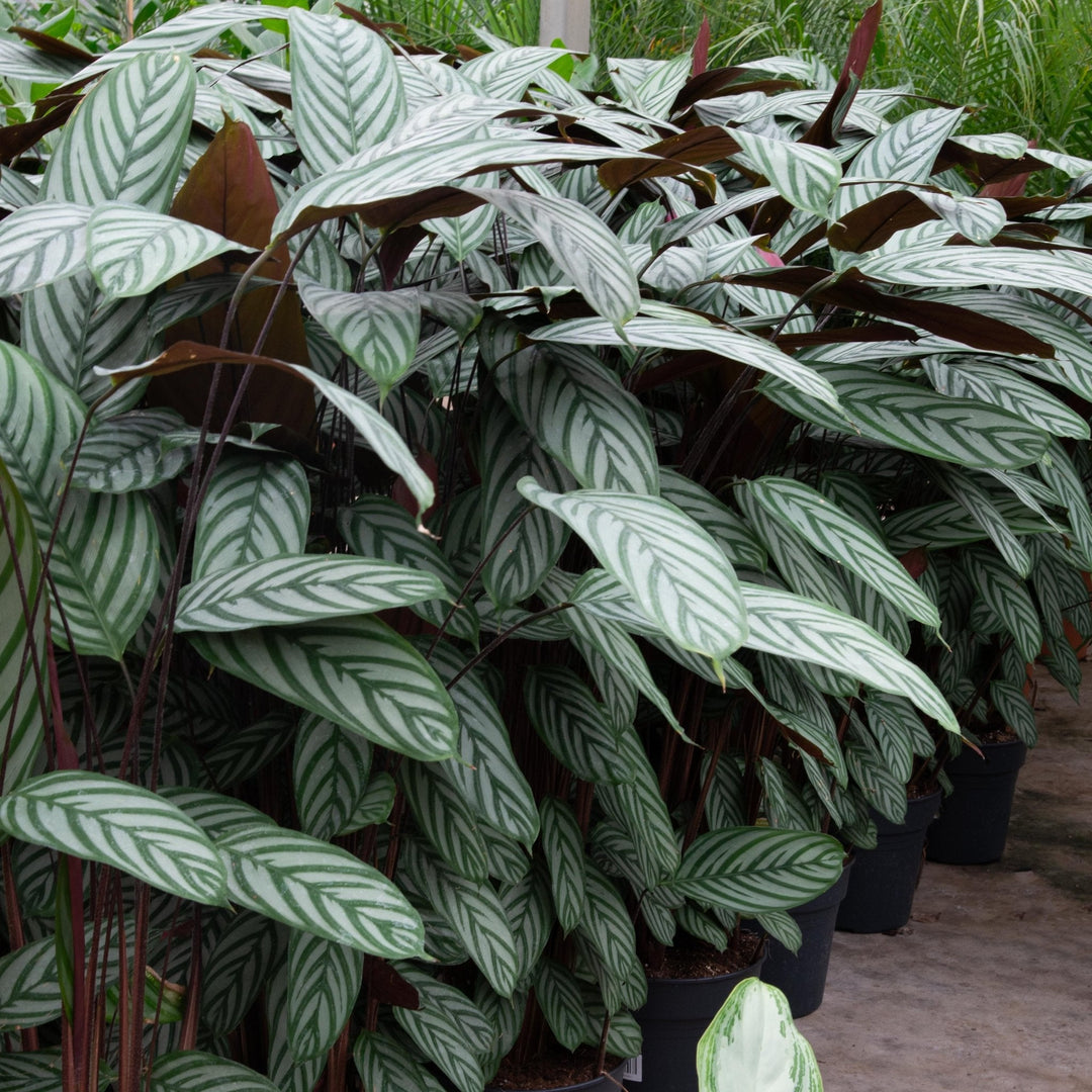 Calathea Compactstar – 90cm – Gebets-Pflanze – Zimmerpflanze