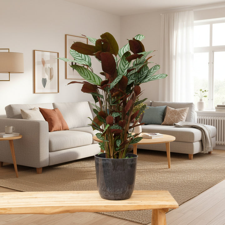 Calathea Compactstar – 90cm – Gebets-Pflanze – Zimmerpflanze