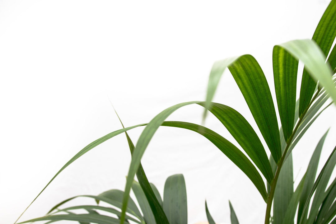 Kentia-Palme - 130cm - Zimmerpflanze kaufen