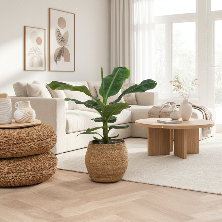 Bananenpflanze - 80 cm - Zimmerpflanze kaufen