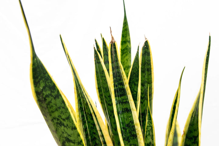 Sansevieria Laurentii - Ø25 - 90cm - Bogenhanf | Kaufen