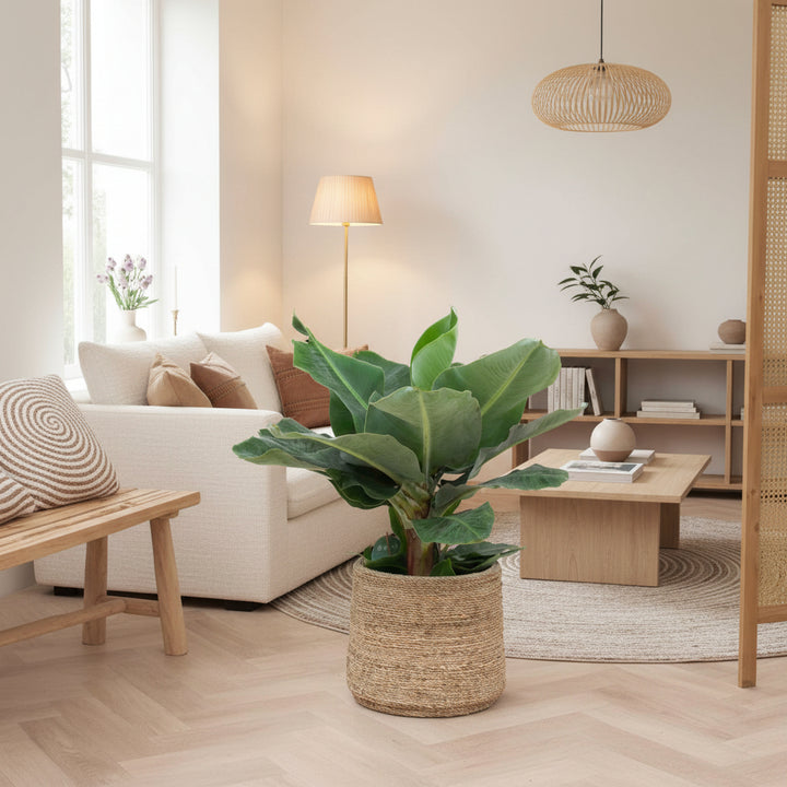 Bananenpflanze - 80 cm - Zimmerpflanze kaufen