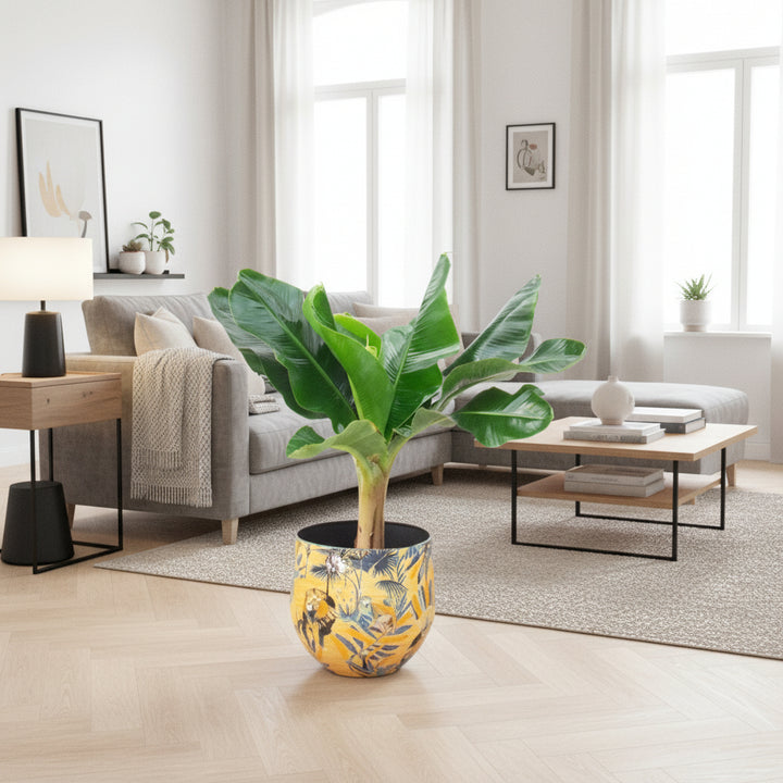 Bananenpflanze - 80 cm - Zimmerpflanze kaufen
