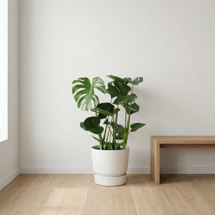 Monstera Deliciosa - Ø17 - 70cm - Fensterblatt - Zimmerpflanze