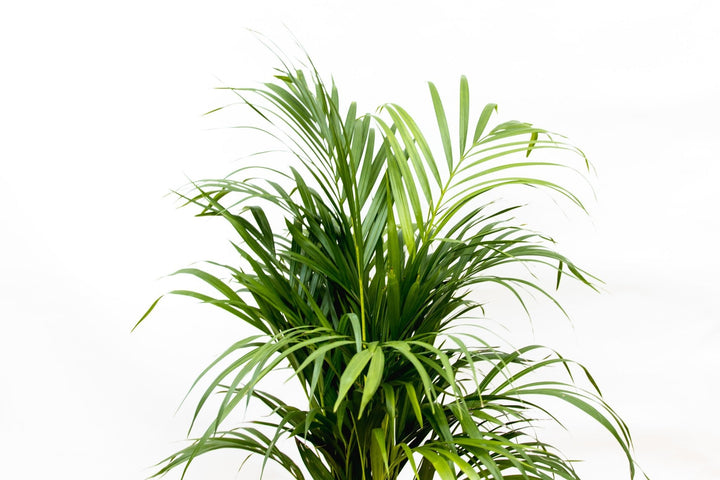 Dypsis Lutescens (Arecapalme) - 70cm - Goldfruchtpalme | Kaufen