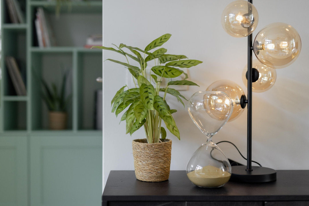 Calathea Leopardina - 35cm - Pfauenpflanze - Zimmerpflanze