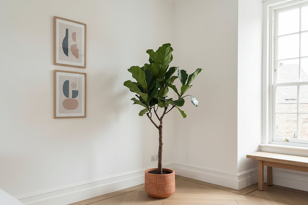 Ficus Lyrata Baum XL - 180cm - Geigenfeige - Zimmerpflanze