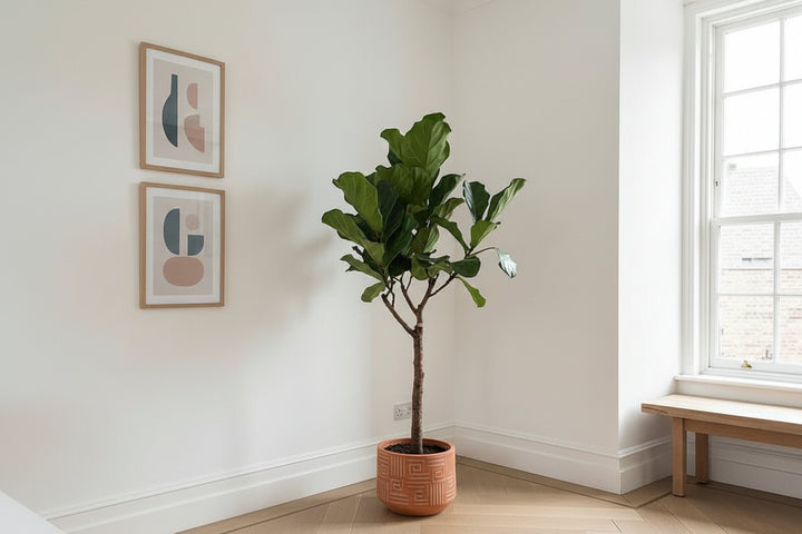 Ficus Lyrata Baum XL - 180cm - Geigenfeige - Zimmerpflanze