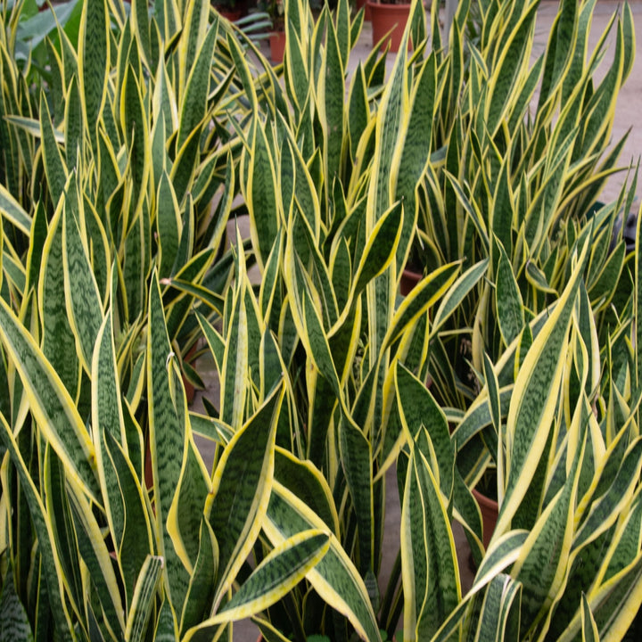 Sansevieria Laurentii - Ø25 - 90cm - Bogenhanf | Kaufen