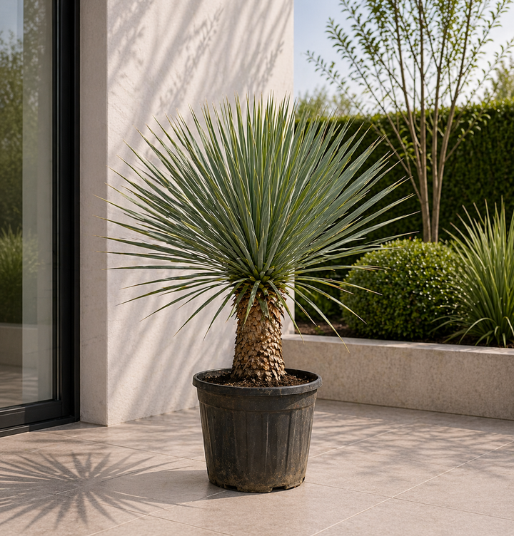 Yucca Rostrata auf Stamm – 70 cm – Ø27 – Blaue Palmlilie Outdoor