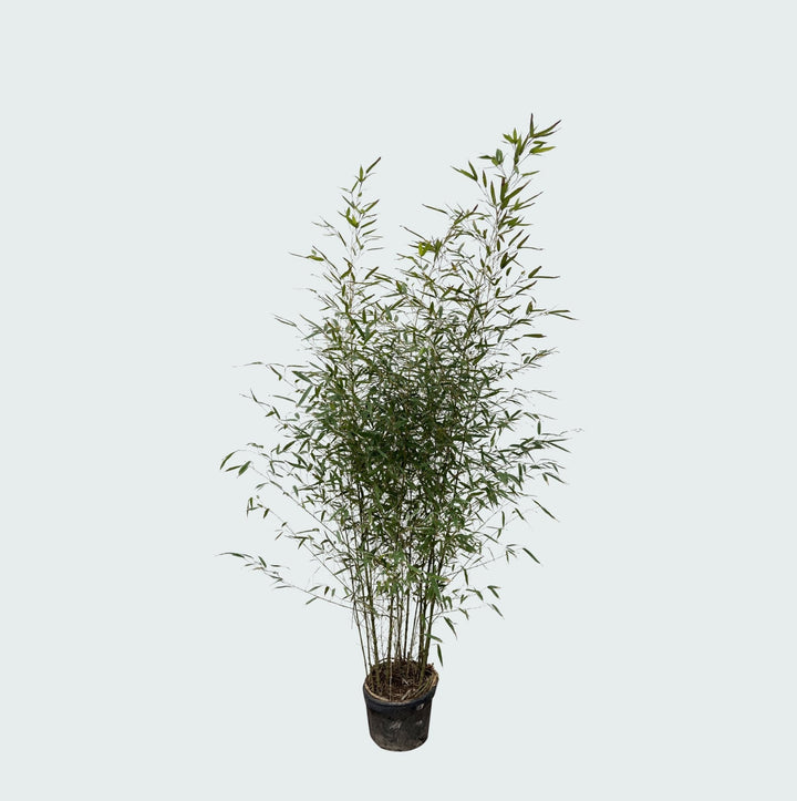 Fargesia Bambus – 220 cm – Zimmerpflanze kaufen