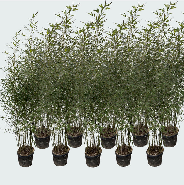 10x Fargesia Bambus - 220cm - Zimmerpflanze Kaufen Staude