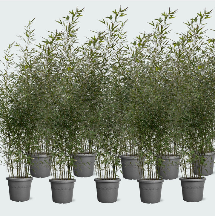 10x Fargesia Bambus - 220cm - Zimmerpflanze Kaufen Staude