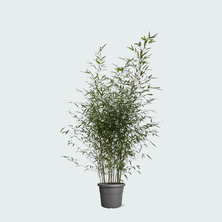 Fargesia Bambus – 220 cm – Zimmerpflanze kaufen