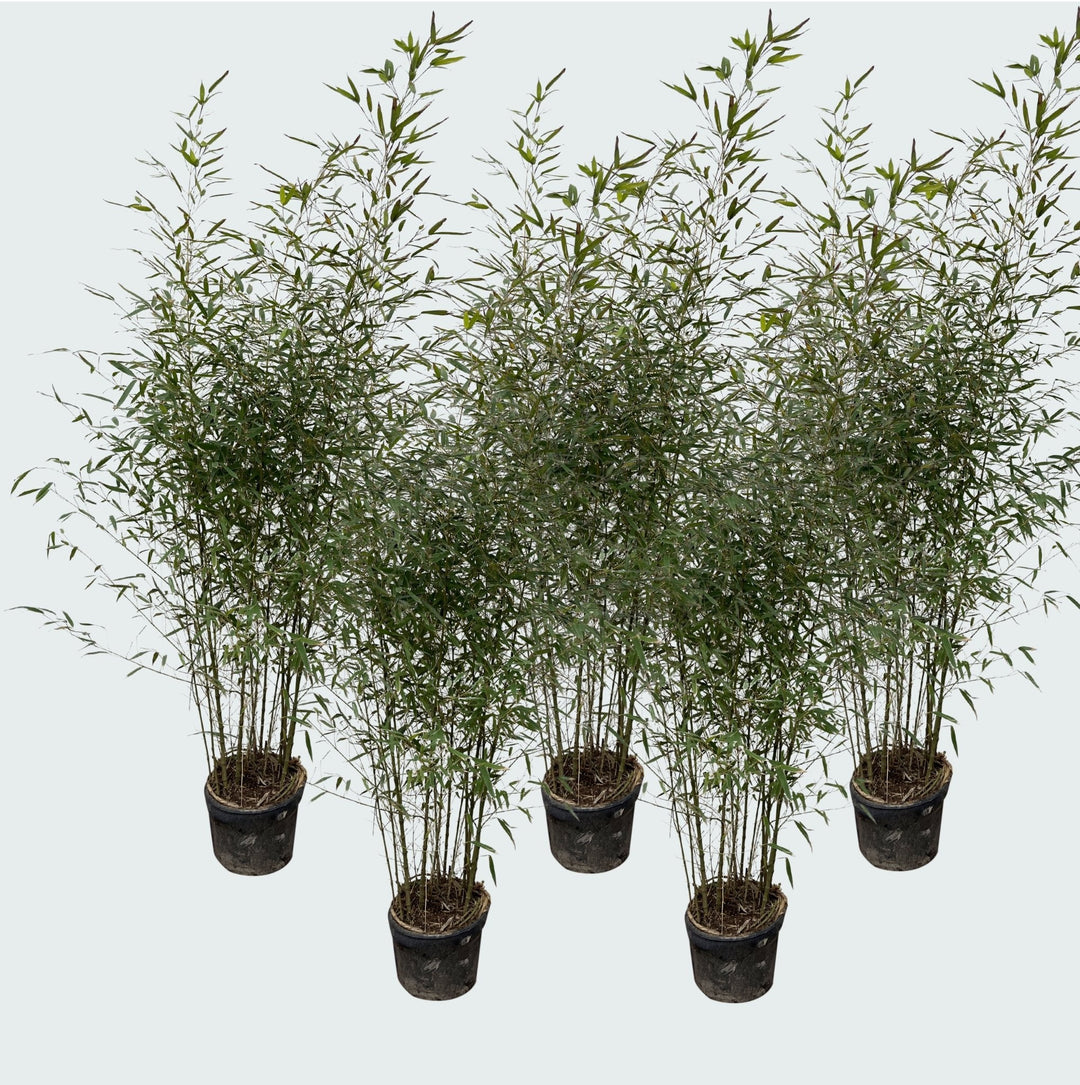 5x Fragesia Bambus – 220cm – Zimmerpflanze kaufen Staude